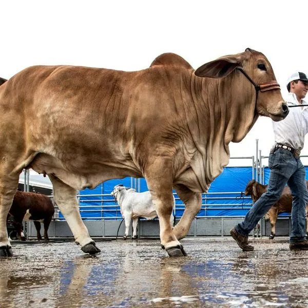 Cuánto vale una vaca brahman en Colombia 2025: es de las finas y deja millones