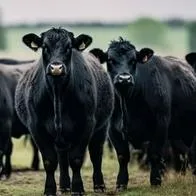 ¿Cuánto vale un toro angus en Colombia? Así le puede sacar provecho como negocio