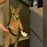 Canguro con tiquete en el aeropuerto causa furor en redes… pero todo era mentira