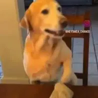 Perro juega piedra, papel o tijera y se vuelve viral: le ganó a su dueño
