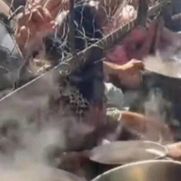 Doloroso video de varios niños lanzándose por comida en la Franja de Gaza