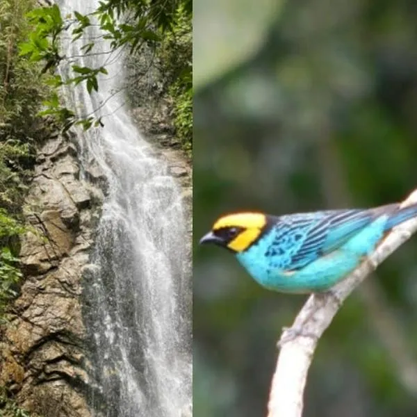 El corregimiento de La Elvira es un lugar donde se  pueden apreciar colibríes, aves endémicas de todos los colores y tamaños / Imágenes y composición de Tu Barco