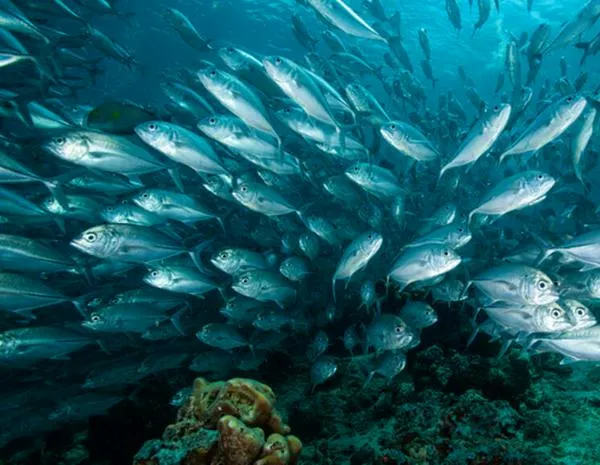 Científicos publican diez recomendaciones para preservar los océanos antes de la conferencia de la ONU