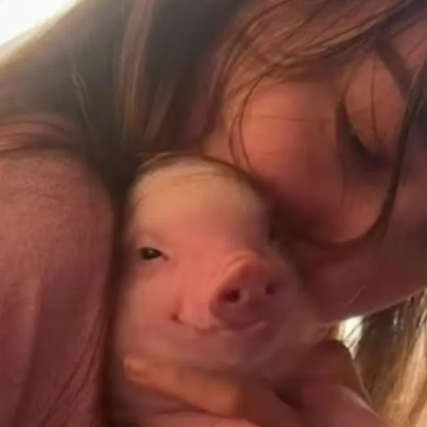 Novio le regala un cerdito a su novia y video se vuelve viral en TikTok