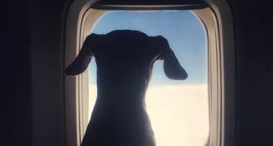 Cuál es diferencia entre perro de servicio y emocional para viajar en avión