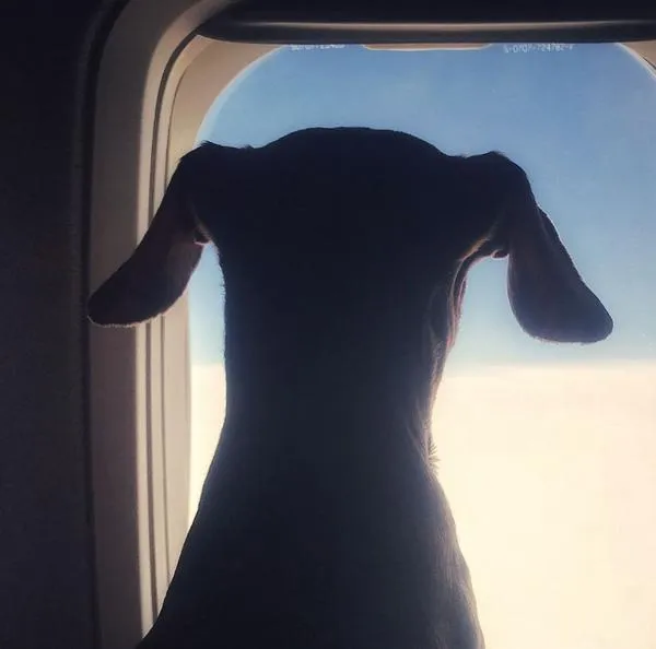 Cuál es diferencia entre perro de servicio y emocional para viajar en avión