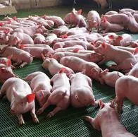 Porkcalidad 2025: inteligencIA en la porcicultura será un evento los próximos 9 y 10 de julio en Corferias en el marco de Agroexpo 2025 sobre el cerdo. 