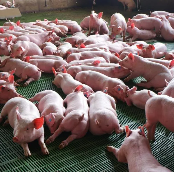 Porkcalidad 2025: inteligencIA en la porcicultura será un evento los próximos 9 y 10 de julio en Corferias en el marco de Agroexpo 2025 sobre el cerdo. 