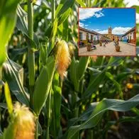 Cuánto tiempo se gasta de Bogotá a Simijaca: celebra el Festival de la Mazorca  