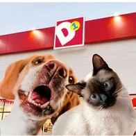  D1 productos nuevos: lanza accesorios para mascotas útiles desde $ 3.900