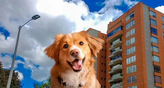Proyecto endurece multas para quienes no recojan excremento de mascotas
