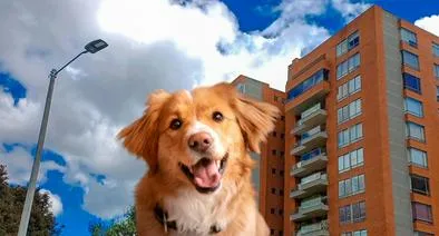 Proyecto endurece multas para quienes no recojan excremento de mascotas