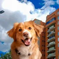 Proyecto endurece multas para quienes no recojan excremento de mascotas