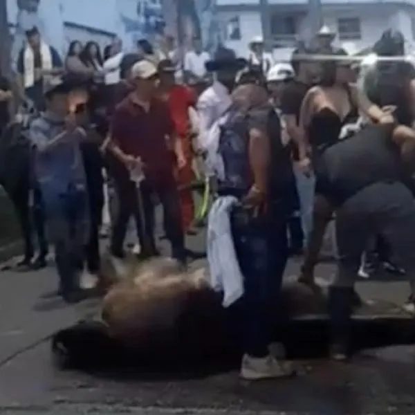 Caballo se desplomó y convulsionó en cabalgata de Calarcá; hay dura decisión