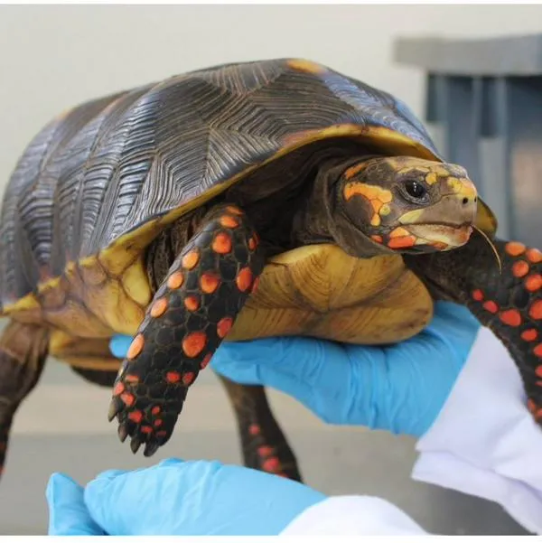 ¿Cuánto es la multa por tener una tortuga en Colombia? Cifra para caminar lento
