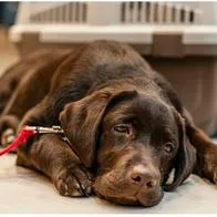 ¿Qué significa golpear a un perro? Según la psicología, hay peligroso trastorno