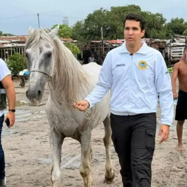 Maltrato animal en Colombia: Hombre en Cartagena golpeó caballo y fue castigado