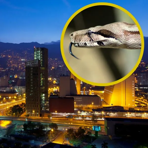 Encuentran boa en zona residencial de Medellín