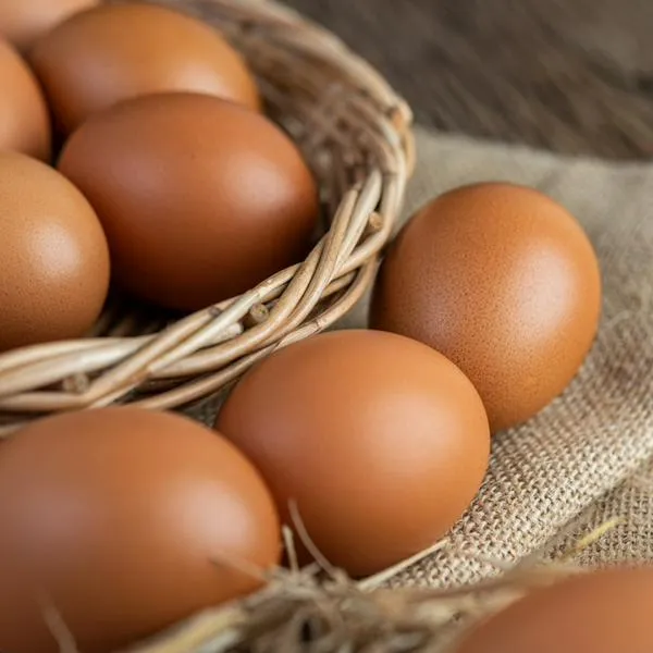 Huevos y pollos producidos en Colombia se exportarán a Emiratos Árabes y EE. UU.