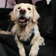 Habrá multa de $ 700.000 para ciudadanos por nueva ley para proteger perros