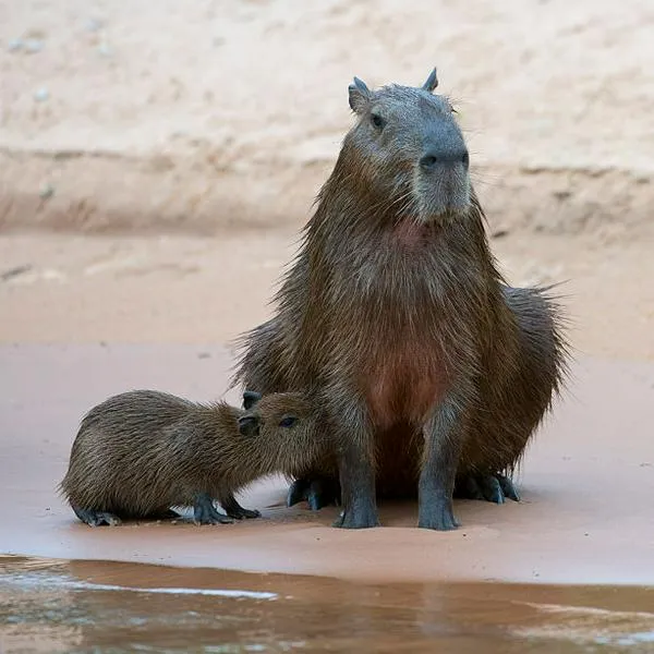 PANTANAL, BRAZIL - 2014/09/20: Capybara (Hydrochoerus hydrochaeris) baby nursing on a beach at a tributary of the Cuiaba River near Porto Jofre in the northern Pantanal, Mato Grosso province in Brazil.  Capybaras are the largest rodents in the world. (Photo by Wolfgang Kaehler/LightRocket via Getty Images)
