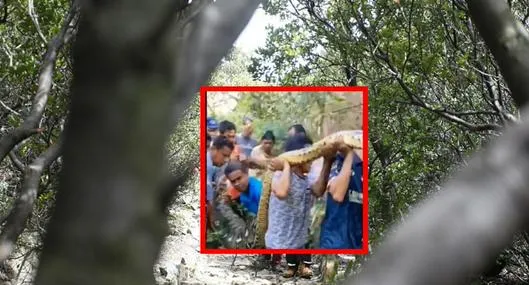 Capturan a enorme pitón y lo que encontraron en su interior impacta