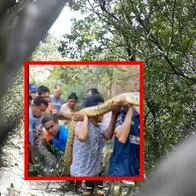 Capturan a enorme pitón y lo que encontraron en su interior impacta