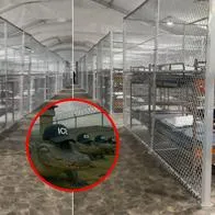 "Dentro de jaula": colombiano fue detenido en Alligator Alcatraz (EE. UU.) y la pasa muy mal