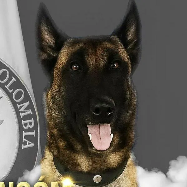Sansón, un perro antiexplosivos del Ejército que murió al caer en un campo minado en Yondó, Antioquia