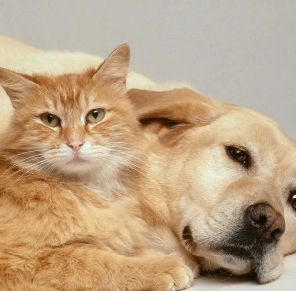 Protección de mascotas en caso de embargos y medidas judiciales