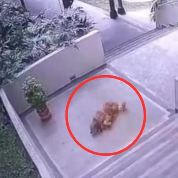 En video quedó captado cuando un hombre lanza por las escaleras a un perrito en Ibagué 