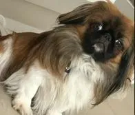 Perro Maxi murió porque lo llevaron en el maletero de un bus en Colombia