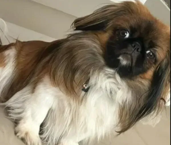 Perro Maxi murió porque lo llevaron en el maletero de un bus en Colombia