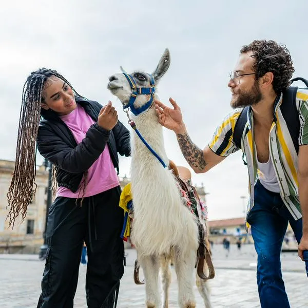 Llamas en Bogotá