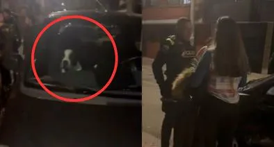 Bogotá: mujer dejó a su perro por más de una hora encerrado en su carro 