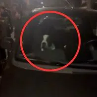 Bogotá: mujer dejó a su perro por más de una hora encerrado en su carro 