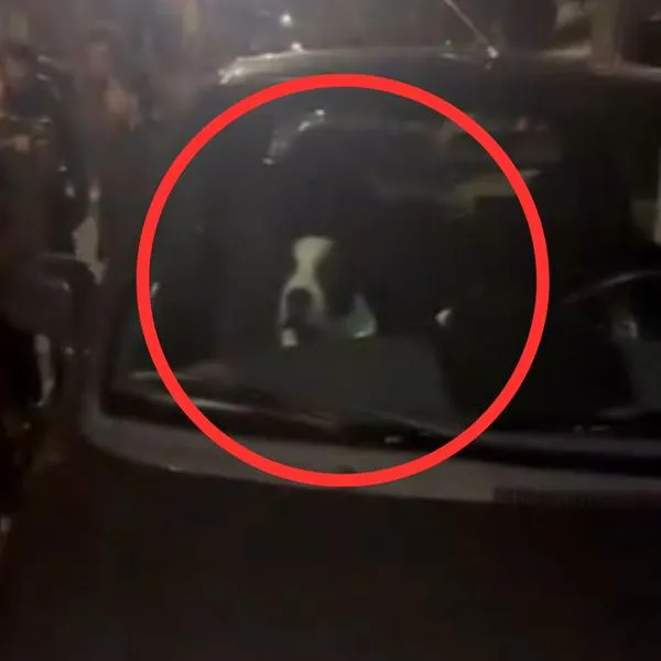 Bogotá: mujer dejó a su perro por más de una hora encerrado en su carro 