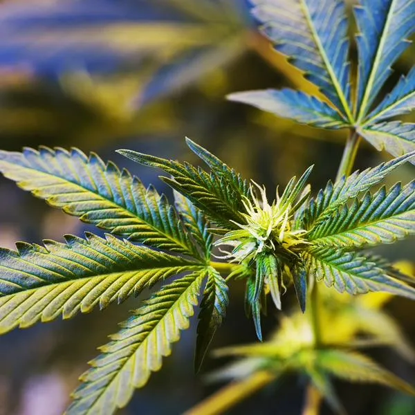 Legalizarán venta de cannabis medicinal en Colombia: Gobierno tiene decreto
