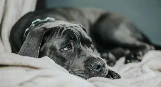Collares de castigo para perros están prohibidos: hay nueva ley en Colombia