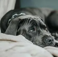 Collares de castigo para perros están prohibidos: hay nueva ley en Colombia