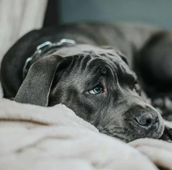 Collares de castigo para perros están prohibidos: hay nueva ley en Colombia