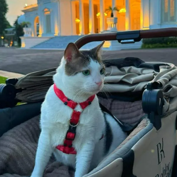 Gato del presidente de Indonesia. La mascota tiene escoltas y coche para sus paseos