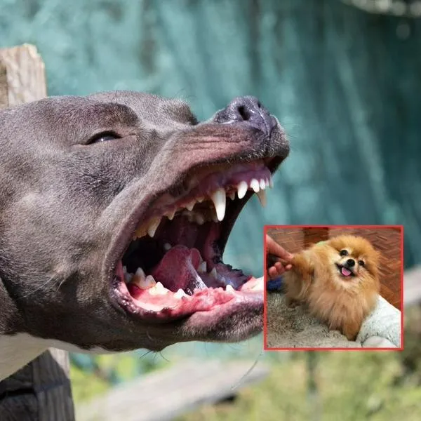 Pitbull atacó a pomerania en Bogotá: quedó grabado en las cámaras de seguridad
