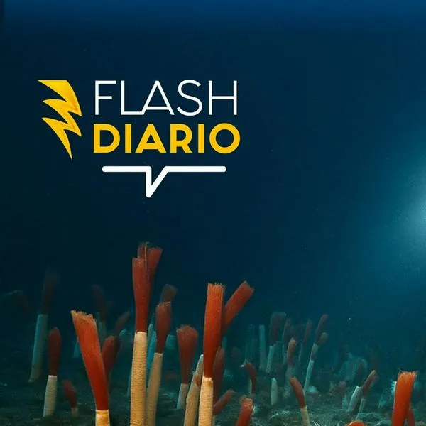 ¡Hay vida a 10 kilómetros bajo el mar!