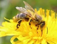 China crea la primera abeja teledirigida, que puede utilizarse para espionaje y vigilancia