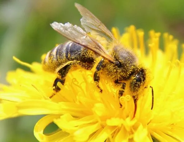 China crea la primera abeja teledirigida, que puede utilizarse para espionaje y vigilancia