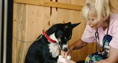 Ley Kiara frenar abusos de negocios para mascotas como  guarderías y spas