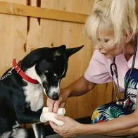 Ley Kiara frenar abusos de negocios para mascotas como  guarderías y spas