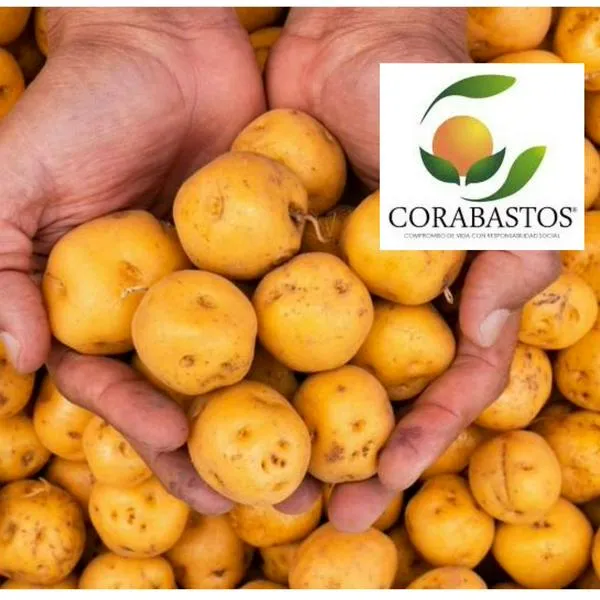 Precio de la papa hoy 5 de agosto 2025 en Corabastos: subió por paro campesino 