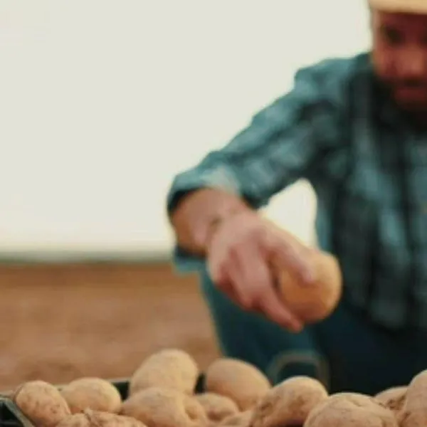 Más de 600 papicultores han normalizado su deuda con el Banco Agrario este año